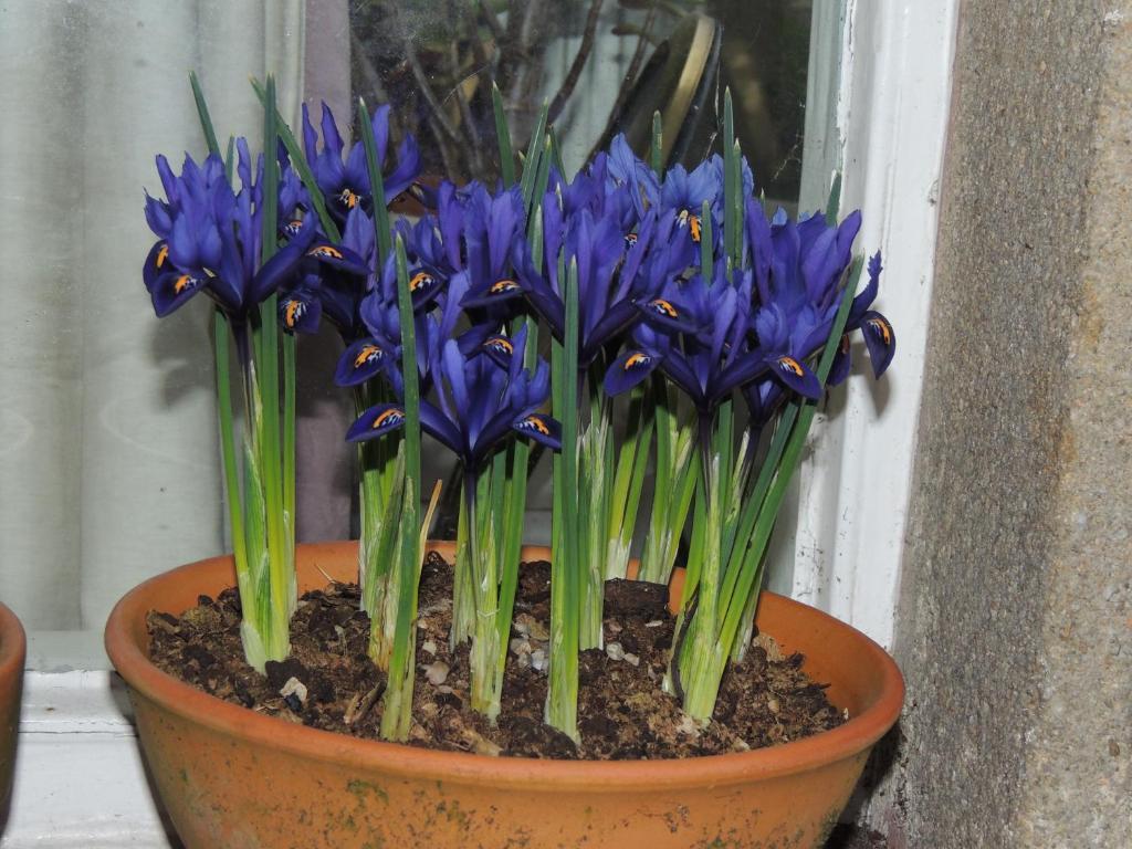 Spring Lodge Harrogate Ngoại thất bức ảnh